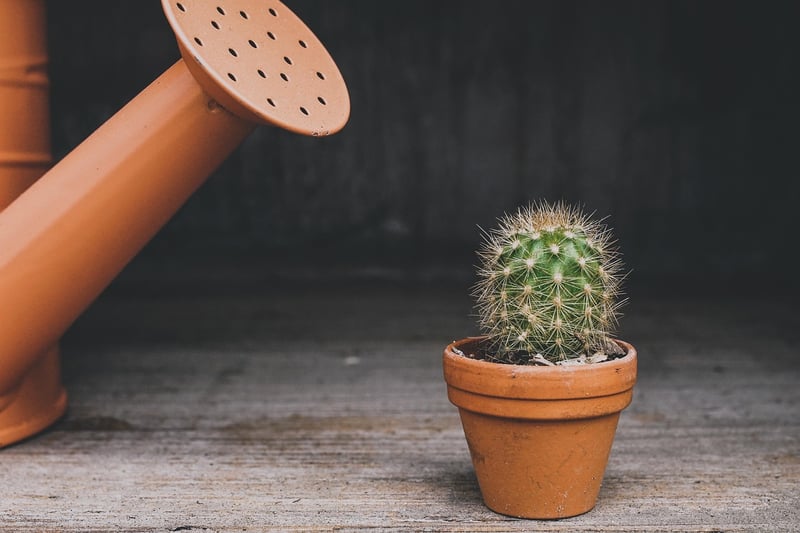 Repurposed Planters